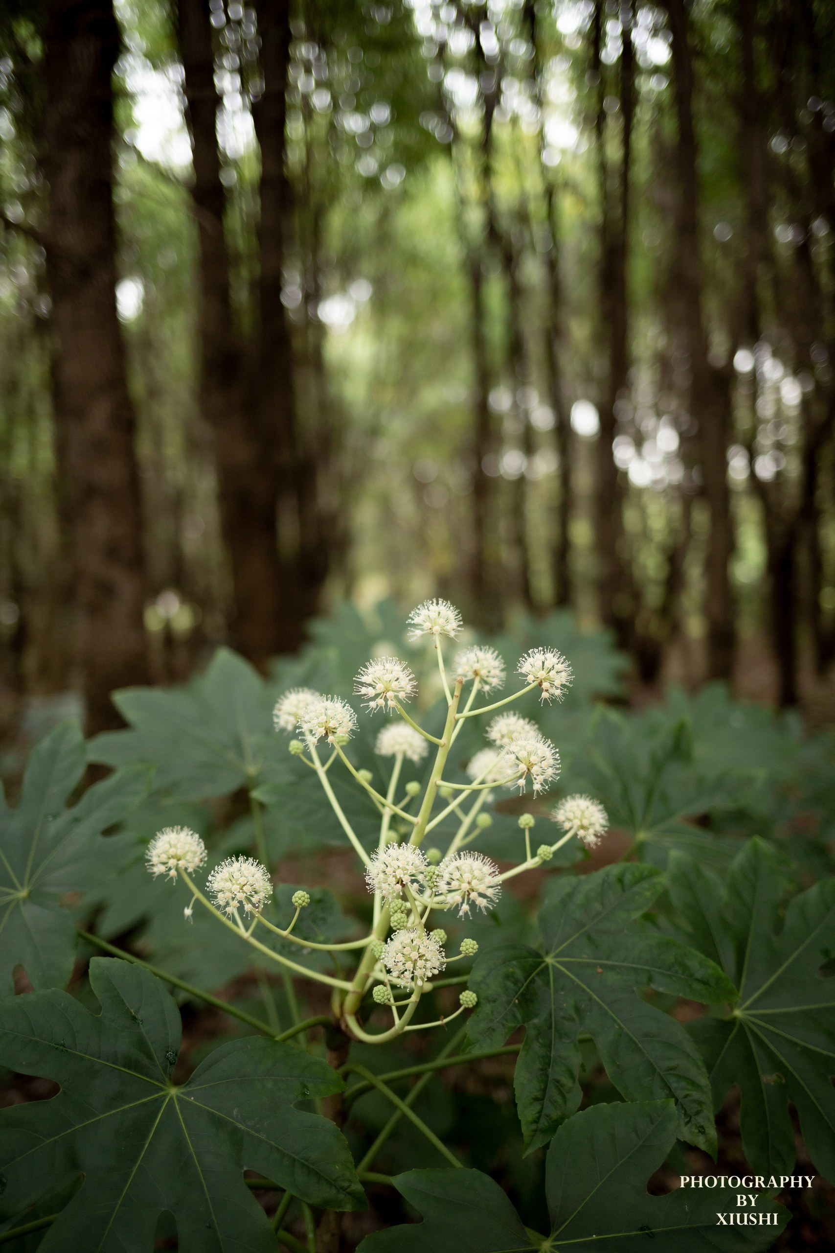 Forrest in Campus 5